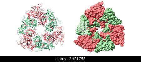 Structure of the human RuvB-like helicase RuvBL1 hexamer with ADP (red) bound. 3D cartoon and Gaussian surface models, PDB 2c9o Stock Photo