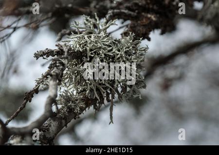 Lichen Evernia prunastri, oakmoss growing on oak tree branch Stock Photo