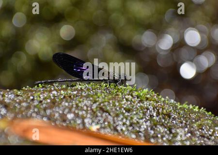 Sundanese gossamerwing. Euphaea variegata. Java, Indonesia. Stock Photo