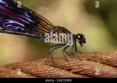 Sundanese gossamerwing. Euphaea variegata. Java, Indonesia. Stock Photo