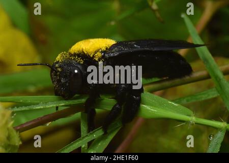 Close up photo of a wet Carpenter bee resting on wet grass after rain. Xylocopa aestuans. Stock Photo