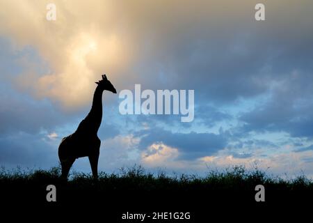 Giraffe (Giraffa camelopardalis) silhouetted against a cloudy sky, Kalahari desert, South Africa Stock Photo