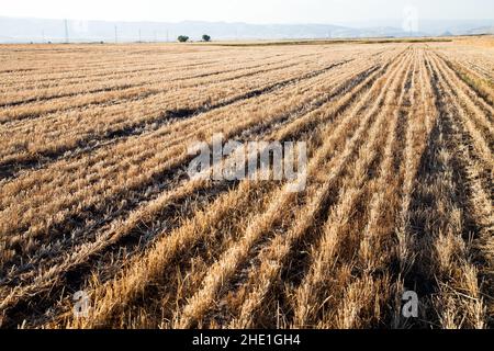 Wheat field after harvest, natural patterns view Stock Photo