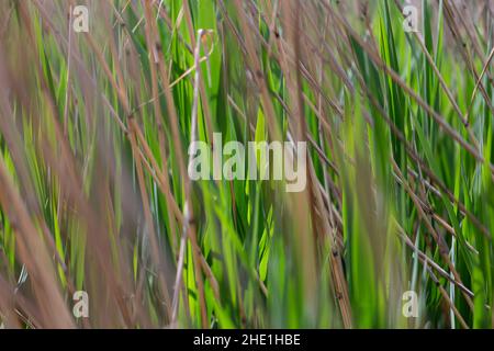 Abstract background of green and wilted grass in the meadow, natural background Stock Photo