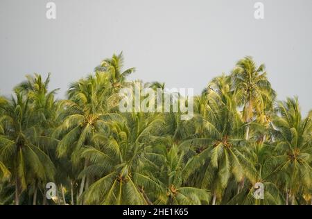 Gloomy sky and bright green trees in a field Stock Photo Alamy