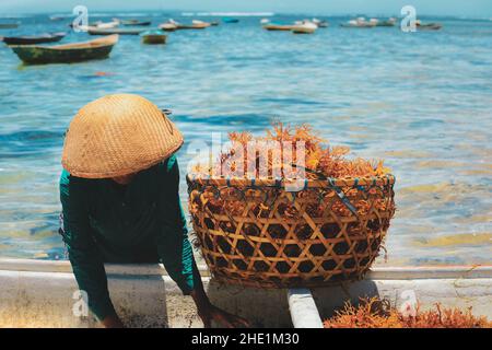 woman collecting orange seaweed on boat at Nusa penida island in Bali, Indonesia Stock Photo