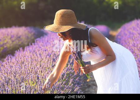 Beautiful woman in white dress picking lavender and holding a bouquet of lavender on the other hand.