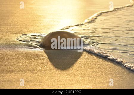 Dead body of Jellyfish washed up on the beach in Algarve southern Portugal. Stock Photo