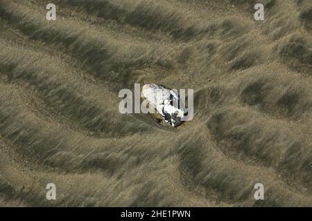 Riverton Rocks Beach, Riverton, Southland, South Island, New Zealand ...