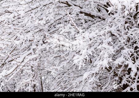 White snow on tree branches close-up. Abstract winter background of branches in the snow. Landscape wallpapers. Nature photo. Stock Photo