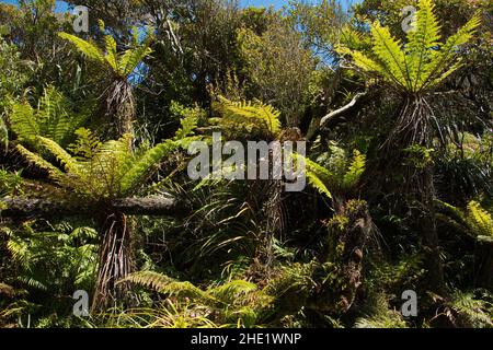 Fern trees on Wharekai Te Kou Walk at Jackson Bay in Mount Aspiring National Park,West Coast on South Island of New Zealand Stock Photo