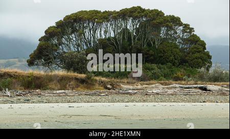 Trees at Tahunanui Beach in Tasman Bay near Nelson,Tasman Region on South Island of New Zealand Stock Photo