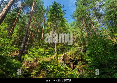 Coniferous forest in the Carpathian mountains, nobody, path stones Stock Photo