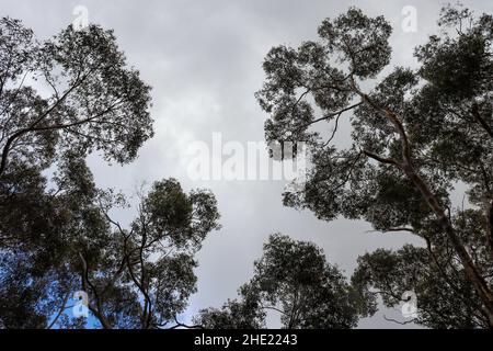 Low angle shot of tree branches against an overcast Stock Photo