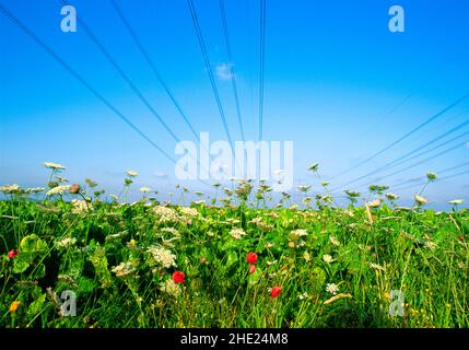 wild flower field, with overhead cables, Stock Photo