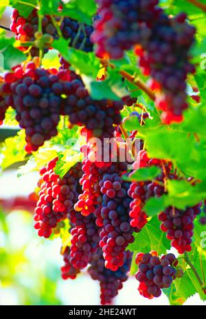 red grapes, on the vine, Stock Photo