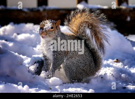A Squirrel searches for food in the snow Stock Photo