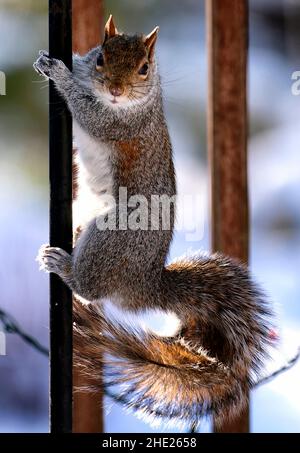 A Squirrel clings to the deck post in the snow Stock Photo