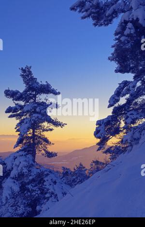 Snow covered pine trees on a slope, beautiful sunset sky and landscape in background. Seasons, winter, warmth, nature and hope concepts Stock Photo