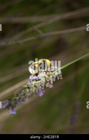 A busy bumblebee gathers nectar from a fresh lavender flower with a natural background Stock Photo