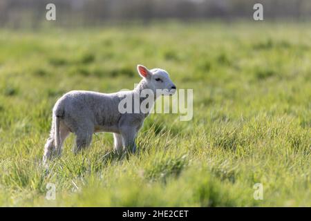 Springs lambs in the Suffolk countryside in the bright springtime sun Stock Photo