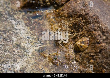 A small crab sitting on the shore in the sun Stock Photo