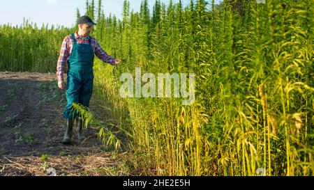 Caucasian middle aged male farmer checking industrial hemp stalks at field sunset time Stock Photo