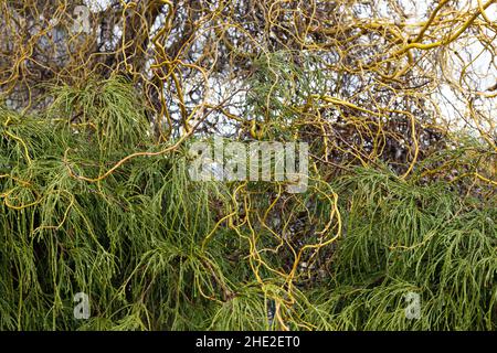 Curly willow branches resting on a nearby conifer bush. Stock Photo