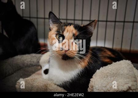 Cute feral cat in a special animal shelter-room Stock Photo