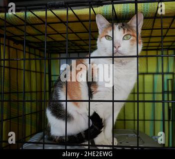 Cute feral cat in a special animal shelter-room Stock Photo