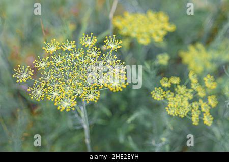 Dill seed stalks. Dill has yellow inflorescences with seeds. spicy plant in garden. Blurred natural focus. Selective focus. Stock Photo