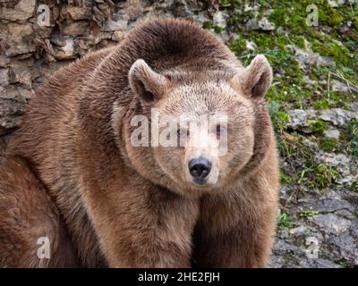 Brown bear in the mountains. Stock Photo