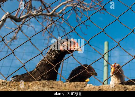 Chickens behind metal net of hen house in sunny day Stock Photo