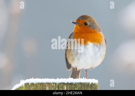 Robin redbreast, Erithacus Rubecula perched on a snow covered fence post Stock Photo