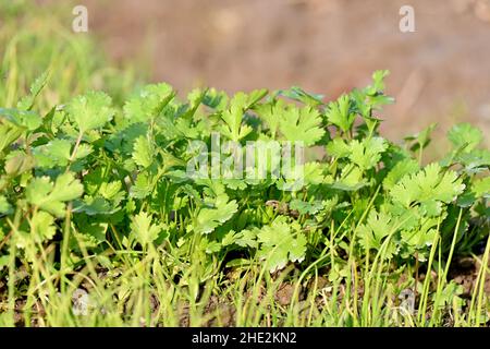 closeup the bunch ripe green coriander plants growing in the farm over out of focus green brown background. Stock Photo