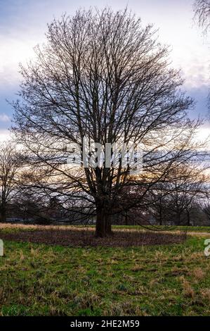 A big tree without leaves on a meadow, Davenstedt, Hannover, Lower Saxony, Germany Stock Photo