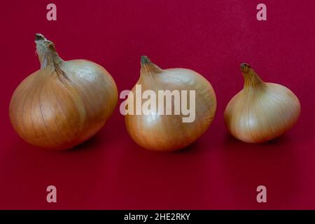 Three onions on a red background. Different sized bulbs in one row Stock Photo