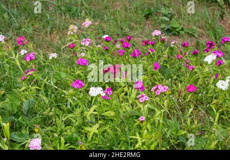 Dianthus barbatus the sweet William flowers in bloom in flowerbed outdoors in summer. Different colors: light pink, white, dark pink, violet. Stock Photo