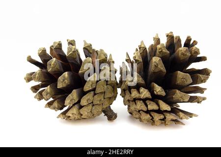Two brown pine cones isolated on white background. Stock Photo