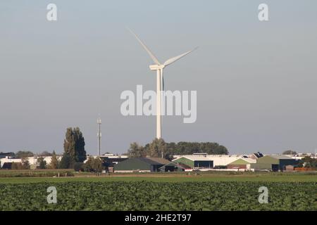 Fields with plants full of brussels sprouts in South Holland in the Netherlands Stock Photo