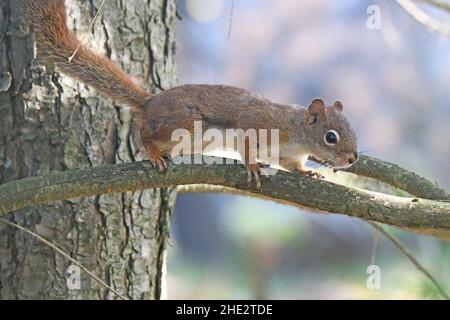 American red squirrel (Tamiasciurus hudsonicus) walk on branch Stock Photo