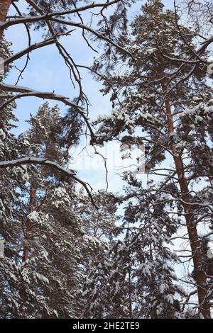 Snow-covered tops of pine trees against a blue sky. Winter pine forest in clear weather. Bottom view. Winter landscape. Forest background. Vertical. Stock Photo