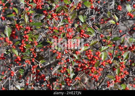 Cranberry plant - Red fruits, North America Stock Photo