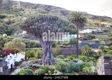 Millennial dragon tree, in Icod de los Vinos on Tenerife in December Stock Photo