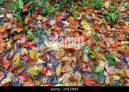 Wet carpet of colorful fallen leaves on forest floor, Canada Stock Photo