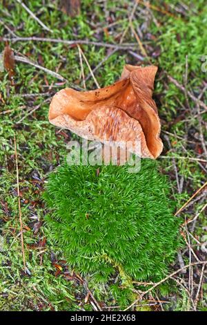 Mushrooms on forest floor Stock Photo