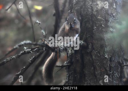 Squirrel eat fruit on a branch in the forest. Stock Photo
