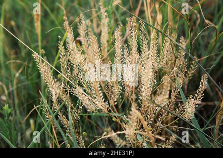 Close-up shot of brown wood small-reeds grown in the field Stock Photo