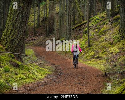 WA21034-00...WASHINGTON - Cyclist riding up an old forest road towards the summit of Mount Pickett in Moran State Park on Orcas Island. Stock Photo