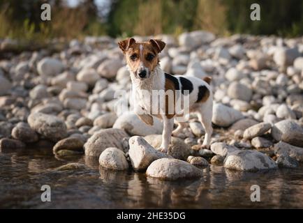Small Jack Russell terrier walking by the river, her fur wet from swimming, one leg up, looking curious Stock Photo